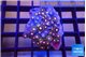 Zoanthus purple orange 3-4 cm WYSIWYG acclimaté