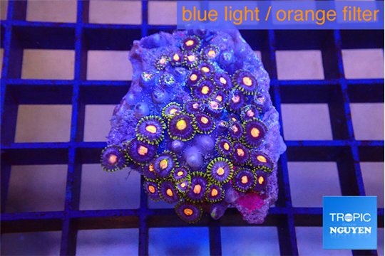 Zoanthus purple orange 3-4 cm WYSIWYG acclimaté