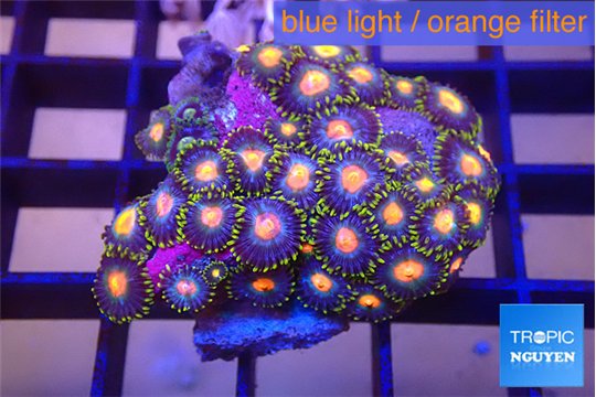 Zoanthus rainbow 3-4 cm WYSIWYG acclimaté