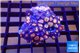 Zoanthus pink diamond 3-5 cm WYSIWYG acclimaté