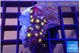 Zoanthus sunset 2-4 cm WYSIWYG acclimaté
