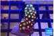 Zoanthus sunset & Zoanthus eagle eyes 3-4 cm WYSIWYG acclimaté