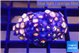 Zoanthus pink diamond 3-4 cm WYSIWYG acclimaté