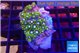 Zoanthus neon blue magician 3-4 cm WYSIWYG acclimaté