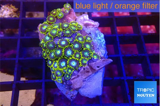 Zoanthus neon blue magician 3-4 cm WYSIWYG acclimaté