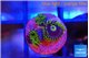 Zoanthus neon blue magician 3 polyps WYSIWYG acclimaté
