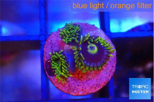 Zoanthus neon blue magician 3 polyps WYSIWYG acclimaté
