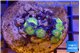 Zoanthus premium 7-9 polyps WYSIWYG acclimaté
