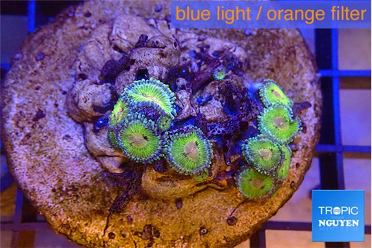 Zoanthus premium 7-9 polyps WYSIWYG acclimaté