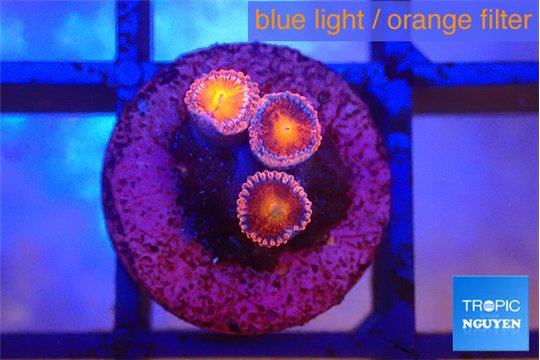 Zoanthus red small polyps 3 polyps WYSIWYG acclimaté