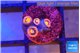 Zoanthus red small polyps 4 polyps WYSIWYG acclimaté