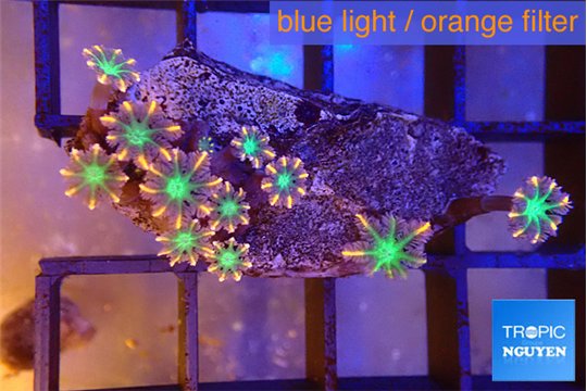 Clavularia papaya fire works 3-5 cm WYSIWYG acclimaté