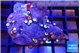 Zoanthus red purple small polyps 3-4 cm WYSIWYG acclimaté