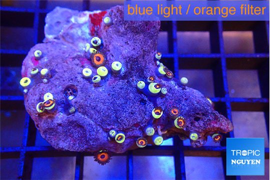 Zoanthus red purple small polyps 3-4 cm WYSIWYG acclimaté