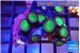 Palythoa neon green 3-5 cm WYSIWYG acclimaté