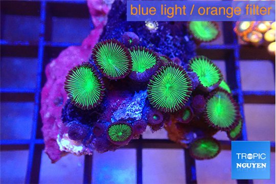 Palythoa neon green 3-5 cm WYSIWYG acclimaté