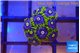 Zoanthus neon blue magician 10-12 polyps WYSIWYG acclimaté