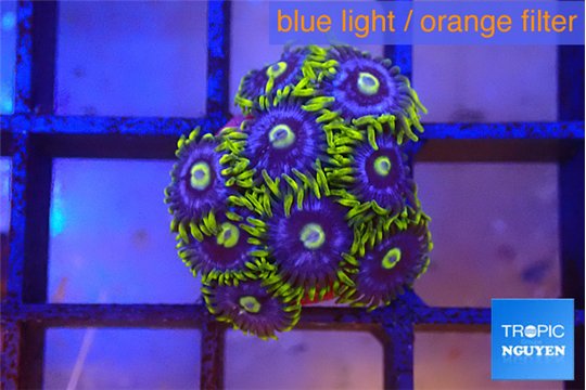 Zoanthus neon blue magician 10-12 polyps WYSIWYG acclimaté