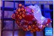 Zoanthus red spot 3-4 cm WYSIWYG acclimaté
