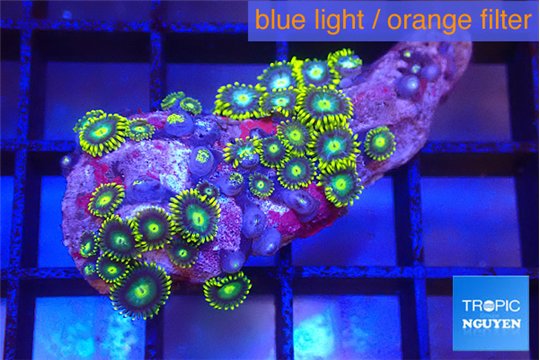 Zoanthus green blue magician 2-4 cm WYSIWYG acclimaté
