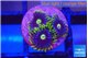 Zoanthus neon blue magician 3 polyps WYSIWYG acclimaté