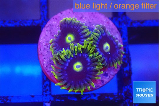 Zoanthus neon blue magician 3 polyps WYSIWYG acclimaté