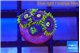 Zoanthus neon blue magician 5 polyps WYSIWYG acclimaté