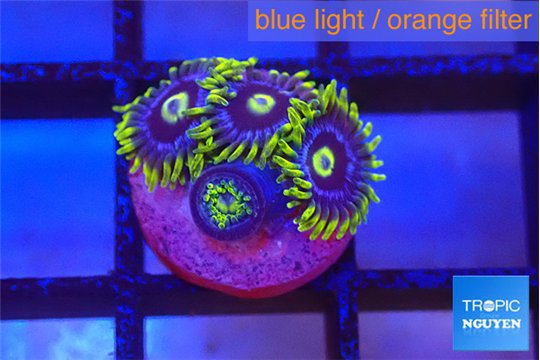 Zoanthus neon blue magician 5 polyps WYSIWYG acclimaté