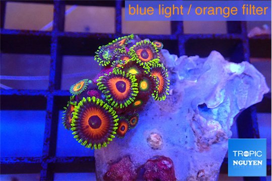 Zoanthus mayan's 2-3 cm WYSIWYG acclimaté