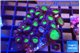 Palythoa neon green 4-6 cm WYSIWYG acclimaté