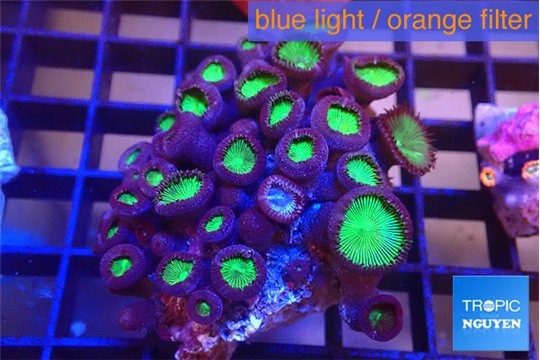 Palythoa neon green 4-6 cm WYSIWYG acclimaté