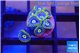 Zoanthus neon blue magician 7-9 polyps WYSIWYG acclimaté