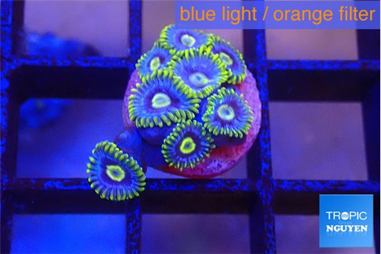 Zoanthus neon blue magician 7-9 polyps WYSIWYG acclimaté