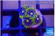 Zoanthus neon blue magician 5 polyps WYSIWYG acclimaté