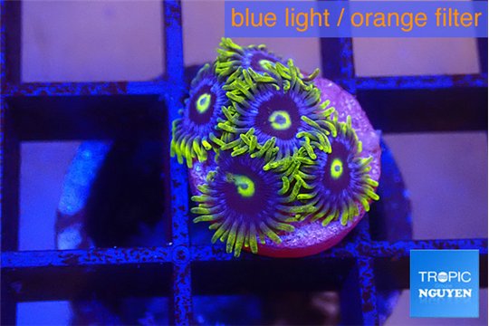 Zoanthus neon blue magician 5 polyps WYSIWYG acclimaté