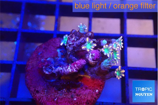 Clavularia papaya fire works 6-8 polyps WYSIWYG acclimaté