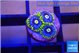 Zoanthus neon blue magician 3 polyps WYSIWYG acclimaté