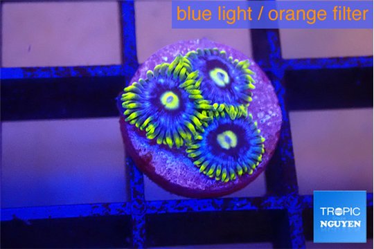Zoanthus neon blue magician 3 polyps WYSIWYG acclimaté