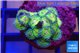 Zoanthus premium 2-3 cm WYSIWYG acclimaté