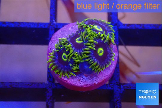 Zoanthus neon blue magician 3-4 polyps WYSIWYG acclimaté