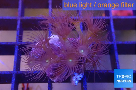 Parazoanthus gracilis yellow polyps 2 cm WYSIWYG acclimaté