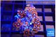 Zoanthus red blue 3-4 cm WYSIWYG acclimaté