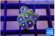 Zoanthus neon blue magician 10-13 polyps WYSIWYG acclimaté