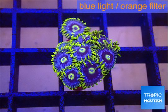 Zoanthus neon blue magician 10-13 polyps WYSIWYG acclimaté