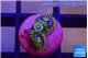 Zoanthus neon blue magician 3 polyps WYSIWYG acclimaté