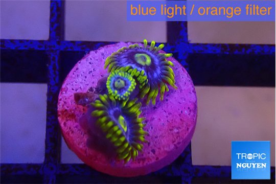 Zoanthus neon blue magician 3 polyps WYSIWYG acclimaté