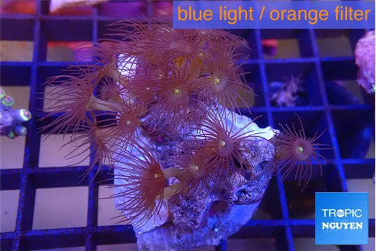 Parazoanthus gracilis yellow polyps 3-5 cm WYSIWYG acclimaté