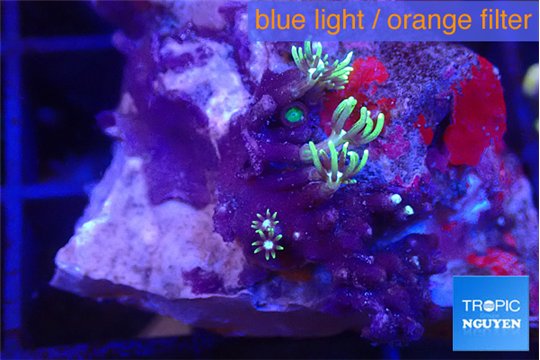 Pachyclavularia neon green 2 cm WYSIWYG acclimaté
