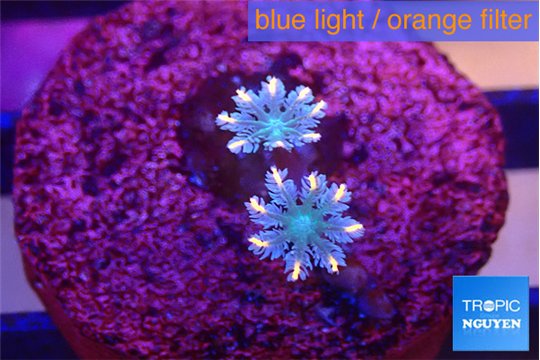 Clavularia papaya candy corn 2 polyps WYSIWYG acclimaté
