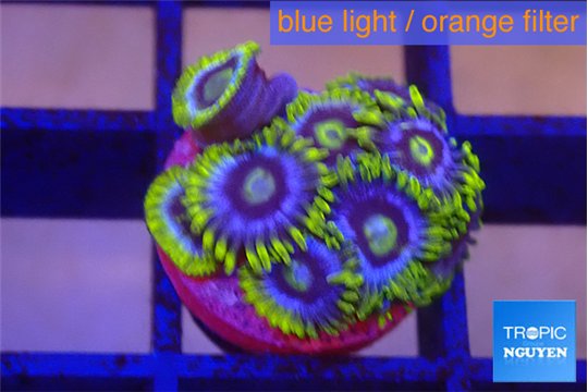 Zoanthus neon blue magician 10-13 polyps WYSIWYG acclimaté